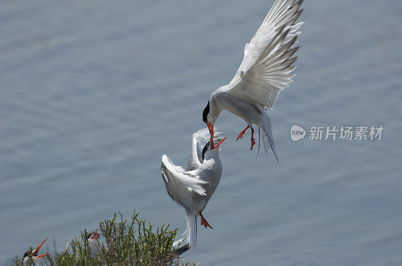 普通燕鸥(Sterna hirundo)